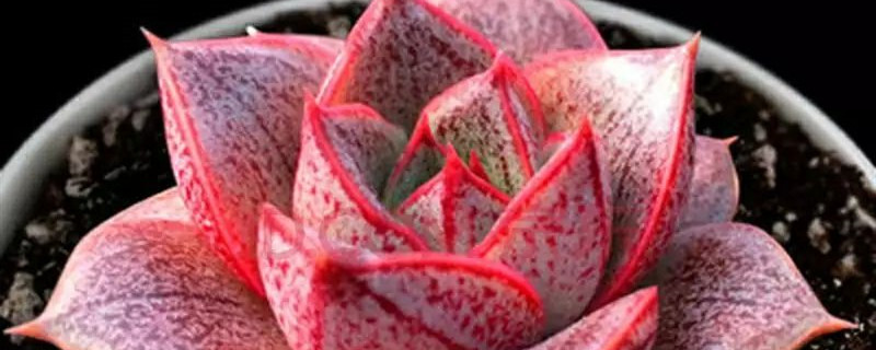 如何给大和锦浇水