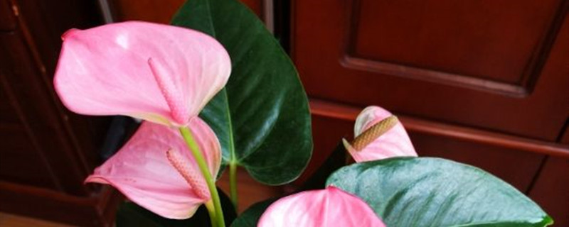 如何给粉掌浇水