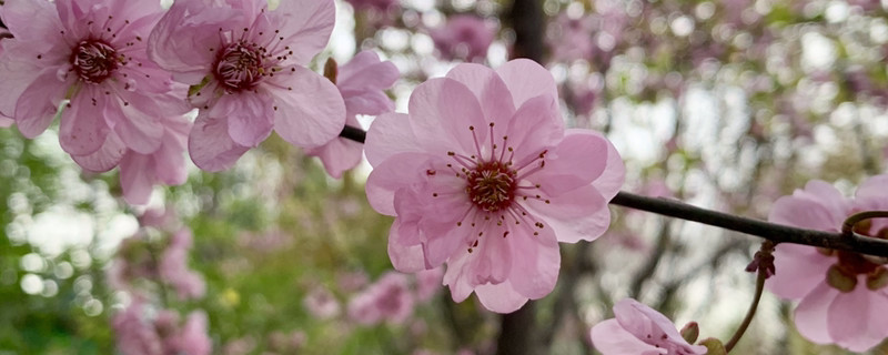 如何给紫樱李梅浇水
