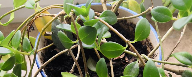 如何给百万心浇水