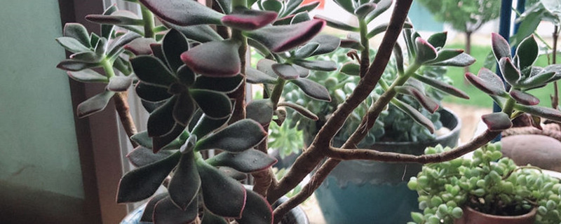 如何给锦晃星浇水