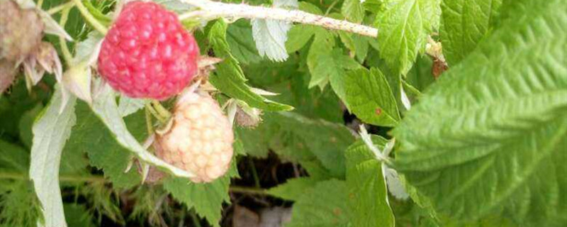 如何给树莓浇水