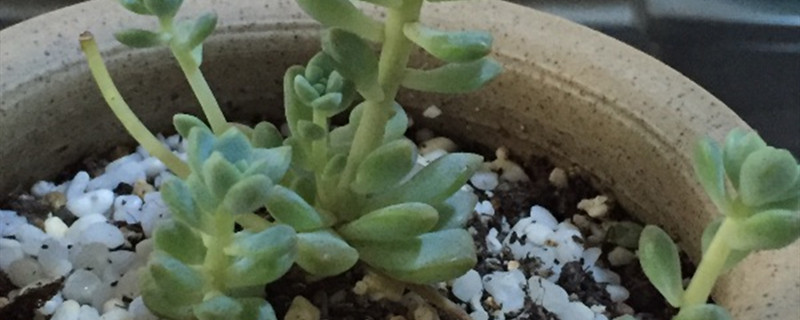 如何给子持白莲浇水