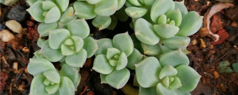 白牡丹的花可以种吗