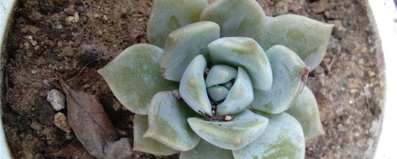 白牡丹多肉长黄斑怎么办