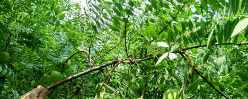 文冠果养多长时间会开花