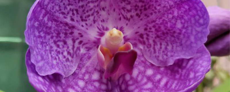 万代兰养多长时间会开花