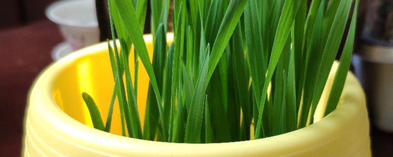 如何给小麦浇水