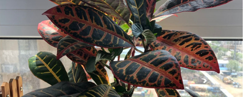 洒金榕养多长时间会开花