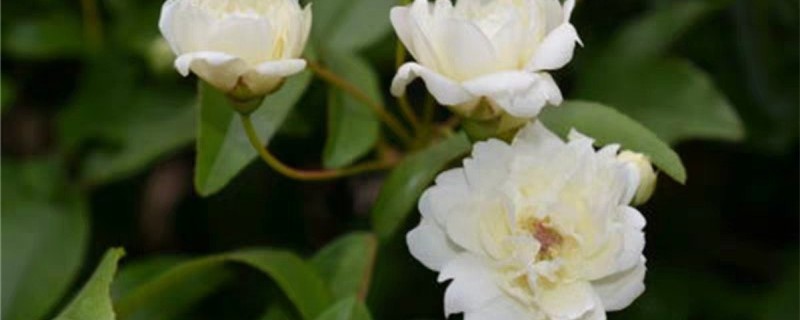 木香花都是白色的吗