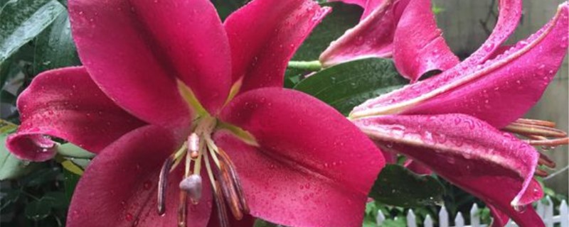 养百合花的适宜温度