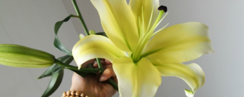 如何盆栽百合