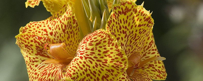 美人蕉养多长时间会开花