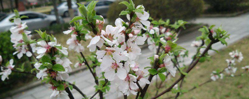 榆叶梅养多长时间会开花