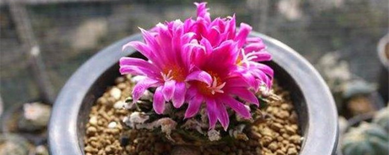 岩牡丹养多长时间会开花