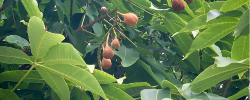 七叶树养多长时间会开花