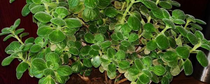 碰碰香养多长时间会开花