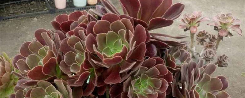 紫羊绒有没有花和果实