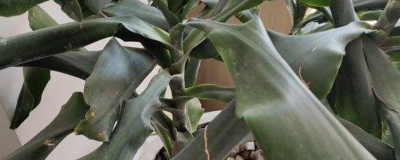 螺纹铁养多长时间会开花