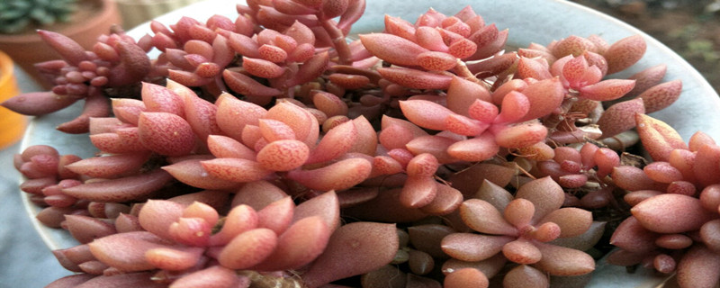 立田凤养多长时间会开花