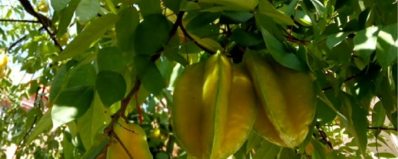 杨桃有没有花和果实