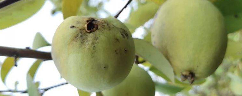 木瓜有没有花和果实