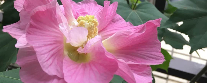 木芙蓉有没有花和果实