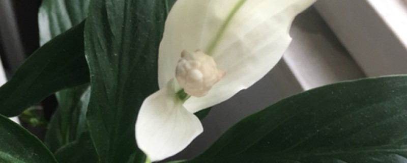 白掌有没有花和果实