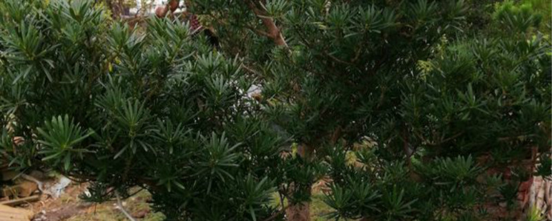 罗汉松有没有花和果实