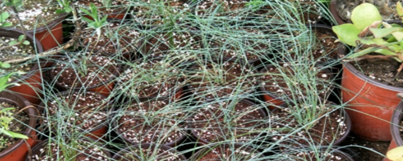 蓝羊茅有没有花和果实