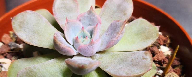 多肉怎么移植侧芽