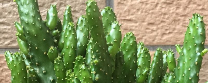 姬珊瑚有没有花和果实