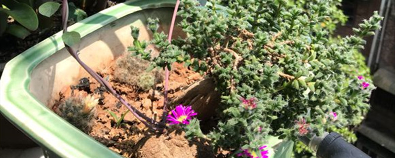 姬红小松有没有花和果实