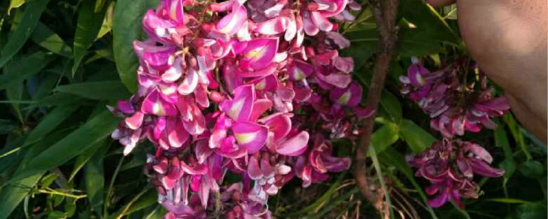 鸡血藤有没有花和果实