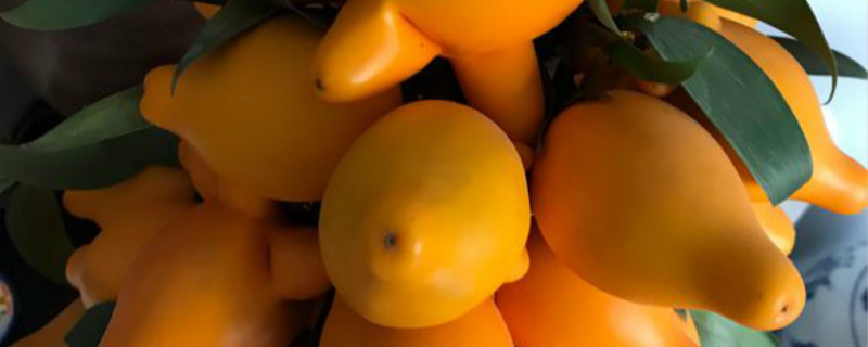 乳茄有没有花和果实