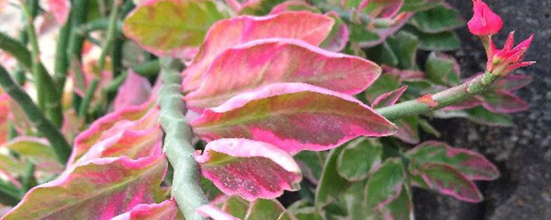 红雀珊瑚有没有花和果实