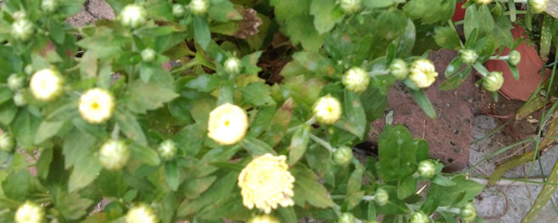 荷兰菊有没有花和果实