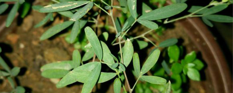 锦鸡儿养多长时间会开花