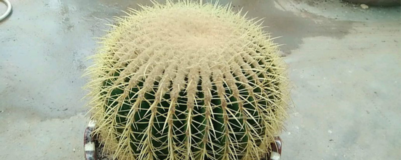 金琥球养多长时间会开花