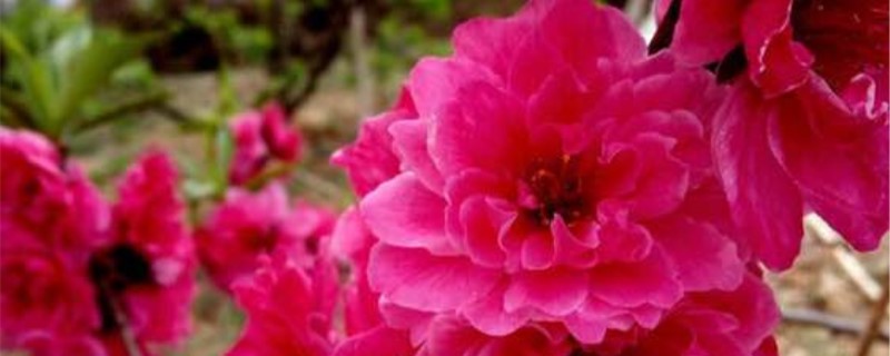 碧桃有没有花和果实
