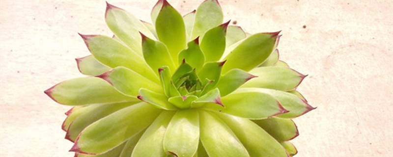 佛座莲有没有花和果实