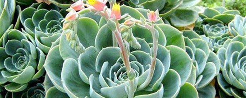 大叶莲花掌养多长时间会开花