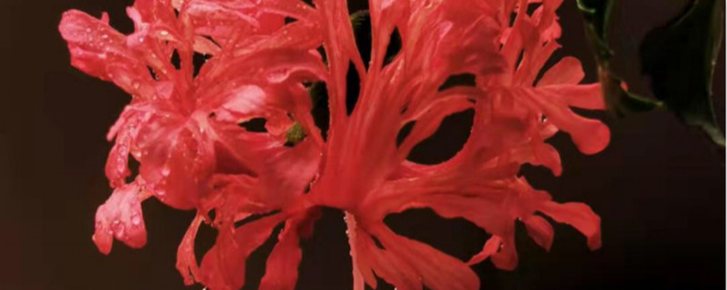 吊灯扶桑养多长时间会开花