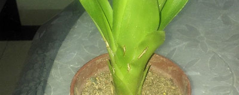 观赏凤梨开花吗