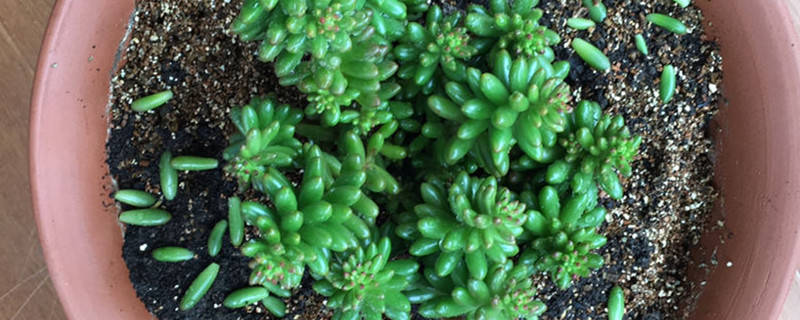 白花小松开花吗