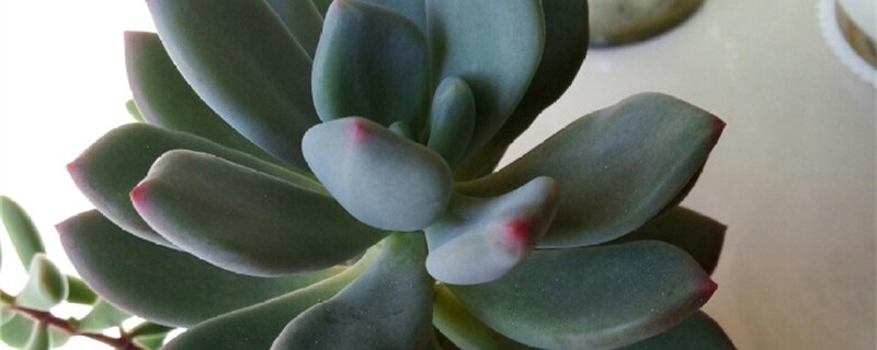 阳台如何养星美人