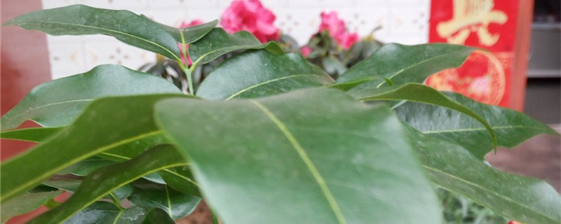 阳台如何养绿元宝