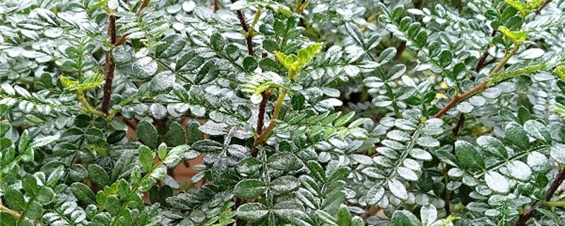 阳台如何养胡椒木