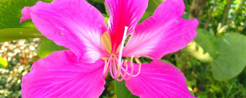 阳台如何养洋紫荆