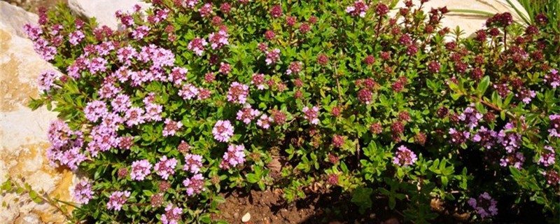 阳台如何养百里香